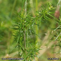 Echtes Labkraut (Galium verum), Blätter