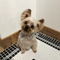 sealy　シーリー　表参道　南青山　外苑前　神宮前　トリミングサロン　ドッグサロン　トイプードル　射手今日子 