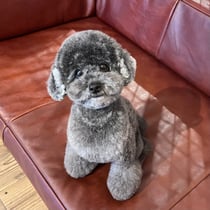 sealy　シーリー　表参道　南青山　外苑前　神宮前　トリミングサロン　ドッグサロン　トイプードル　射手今日子 