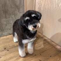 sealy　シーリー　表参道　南青山　外苑前　神宮前　トリミングサロン　ドッグサロン　トイプードル　射手今日子 