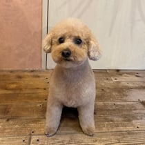 sealy　シーリー　表参道　南青山　外苑前　神宮前　トリミングサロン　ドッグサロン　トイプードル　射手今日子 