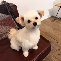 DOGSALONSEALY　ドッグサロンシーリー　表参道　南青山　外苑前　トリミングサロン　射手今日子　プードル 　トリマー