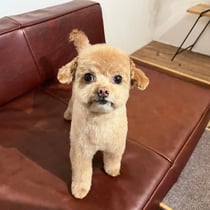 sealy　シーリー　表参道　南青山　外苑前　神宮前　トリミングサロン　ドッグサロン　トイプードル　射手今日子 