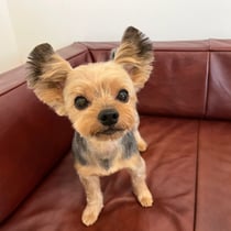 DOGSALONSEALY　ドッグサロンシーリー　表参道　南青山　外苑前　トリミングサロン　射手今日子　プードル 　トリマー