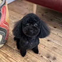 sealy　シーリー　表参道　南青山　外苑前　神宮前　トリミングサロン　ドッグサロン　トイプードル　射手今日子 