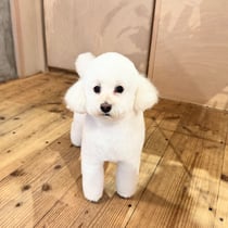 sealy　シーリー　表参道　南青山　外苑前　神宮前　トリミングサロン　ドッグサロン　トイプードル　射手今日子 