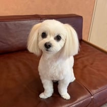 sealy　シーリー　表参道　南青山　外苑前　神宮前　トリミングサロン　ドッグサロン　トイプードル　射手今日子 