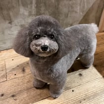 sealy　シーリー　表参道　南青山　外苑前　神宮前　トリミングサロン　ドッグサロン　トイプードル　射手今日子