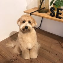 DOGSALONSEALY　ドッグサロンシーリー　表参道　南青山　外苑前　トリミングサロン　射手今日子　プードル 　トリマー