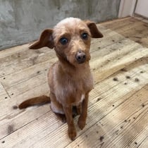 sealy　シーリー　表参道　南青山　外苑前　神宮前　トリミングサロン　ドッグサロン　トイプードル　射手今日子 