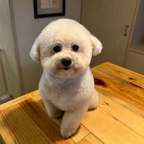 sealy　シーリー　表参道　南青山　外苑前　神宮前　トリミングサロン　ドッグサロン　トイプードル　射手今日子 