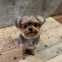 sealy　シーリー　表参道　南青山　外苑前　神宮前　トリミングサロン　ドッグサロン　トイプードル　射手今日子 