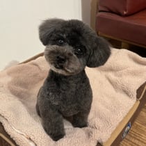 sealy　シーリー　表参道　南青山　外苑前　神宮前　トリミングサロン　ドッグサロン　トイプードル　射手今日子 