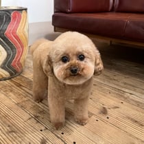 sealy　シーリー　表参道　南青山　外苑前　神宮前　トリミングサロン　ドッグサロン　トイプードル　射手今日子 