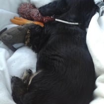 Polly bei der ersten Fahrt zum Einkaufen!