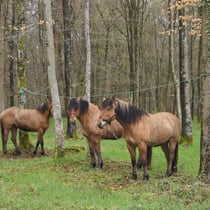 Chevaux en ligne en pause du midi