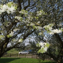 le printemps ponthoile Ferme Relais de la Baie de Somme gîtes de groupe baie de somme