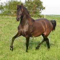 Warlanderstute "Florida von Greenhorn" *07/2010