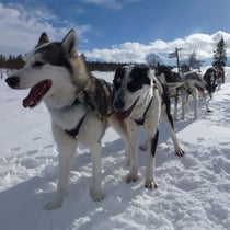 Auf der Rückfahrt vom Fjäll.