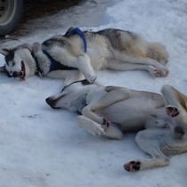 ...oder alle Viere von sich strecken!