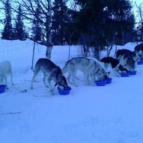 Fütterung der Raubtiere.