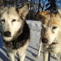 Lea und Nuluk sind auch dabei, und geniessen die Spaziergänge.