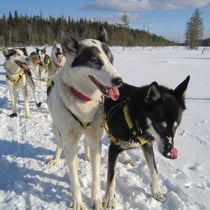 Schlitten-Tour im Oulanka-Nationalpark