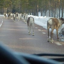 Rentiere, das fängt ja gut an!