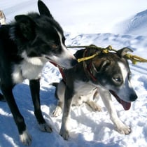 ...genaugleich wie ihr Bruder Mehegun. Nach ein paar km werden die Beiden dann im Schlittensack verpackt!