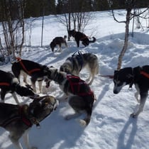 Nach dem Schlittenfahren ist lockeres Auslaufen angesagt...