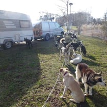 Rast und Fütterung in einem kleinen Park.