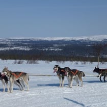 Im Hintergrund der langgezogene Rücken des Oester-Stoljan und Väster-Stoljan (erinnert mich etwas an die Höhenzüge des Jura).