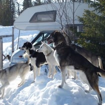 Die Hunde geniessen den genialen Auslauf. Was machen bloss die Nachbarn?
