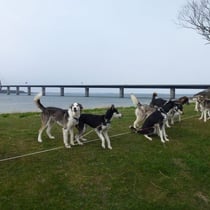 Rast unter der Farö-Brücke.