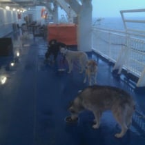 Fähre von Travemünde nach Helsinki: Fütterung der Raubtiere