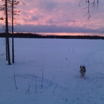 Abendstimmung in der Saija-Lodge: Katay geniesst den Spaziergang