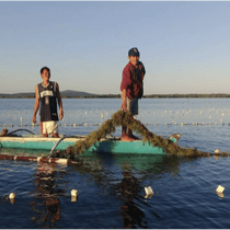 海藻栽培の様子