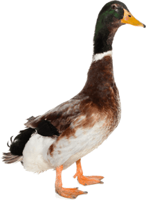 canard colvert image  transparent png pour illustration ecole montessori