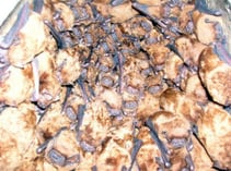 Dicht an dicht hängen die "Großen Abendsegler" in ihrem Winterquartier. Foto: M. Sch.