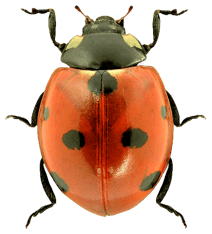 coccinelle animaux transparent sur fond blanc pour site web illustration ecole montessori