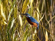 Eisvogel / Foto: Marion Zöller / NABU Euskirchen