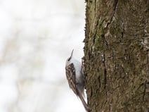 Waldbaumläufer / Foto: Edgar Mertens / NABU Euskirchen