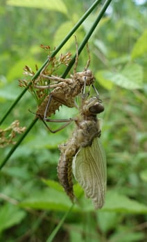 Libelle - Foto: Christian Hinterreiter