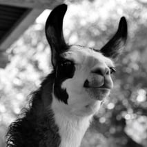 Lamawanderung · Lama-Erlebnis · Lama-Kindergeburtstag · Lama-Events · Tiergestützte pschologische Beratung · Sommerein · Niederösterreich