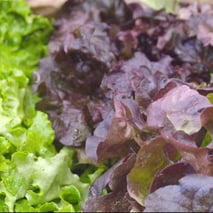 Légumes fermiers locaux