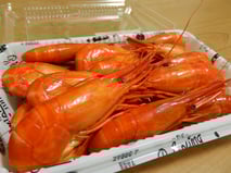 ホッカイシマエビ