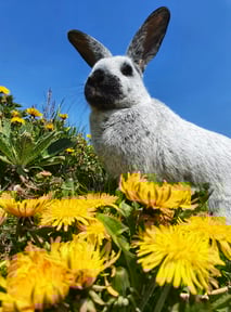 Kaninchen Rosie auf der Löwenzahnwiese
