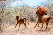 pega de boi, bull catching, cowboys, brazilian rodeo, equestrian games, brazil, pernambuco, serrito, raimundo jacó, folk festival, luiz gonzaga