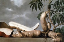 mani, albert eckhout, maniok, pintor holandés, retratos, naturaleza muerta, recife, brasil, diario de viaje, historia brasileña, pinturas