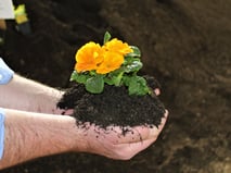 Pflanzerde, Blumenerde, Erde, Mutterboden